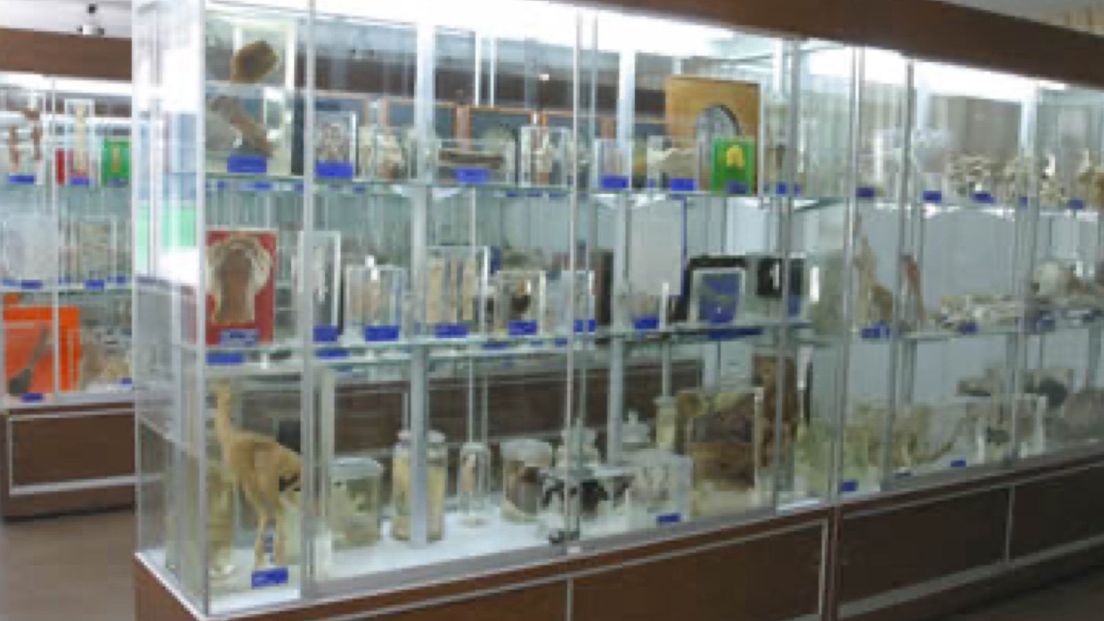 Museo de Anatomopatología Veterinaria Manuel H. Sarvide