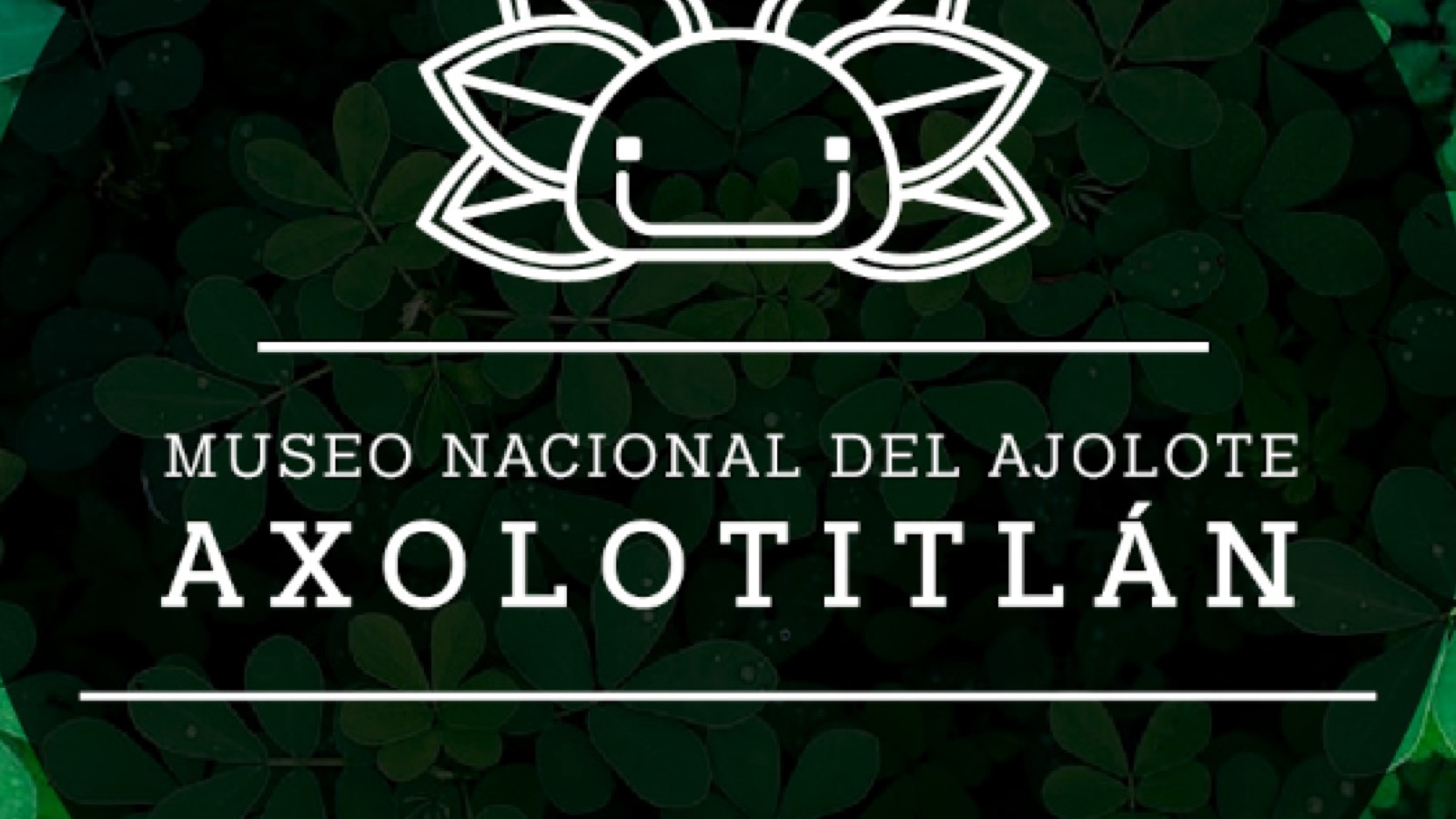 Museo Nacional del Axolote AXOLOTITLÁN